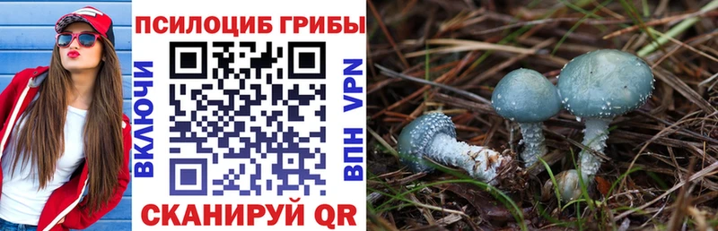 Купить где  Александровское  Галлюциногенные грибы Magic Shrooms 